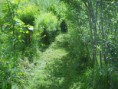/album/perma-gazdovstvo/june-2011-permaculture-0301-jpg/
