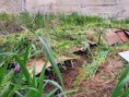 /album/perma-gazdovstvo/permaculture-raised-garden-bed-jpg/